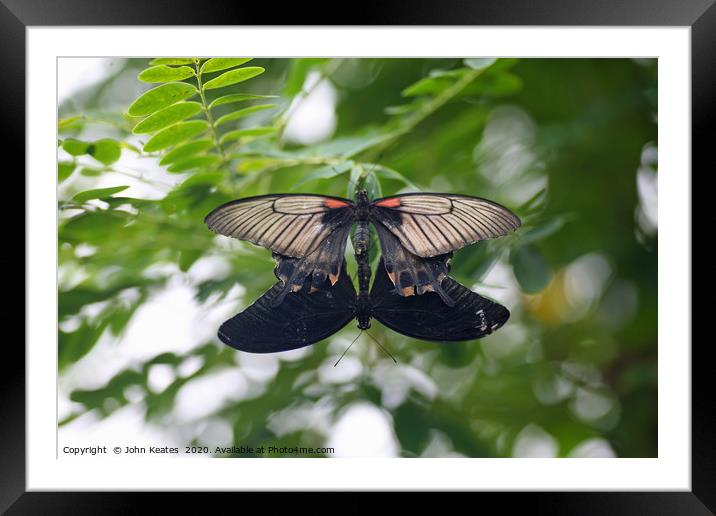 Mating Common Mormon (Papilio polytes) butterflies Framed Mounted Print by John Keates