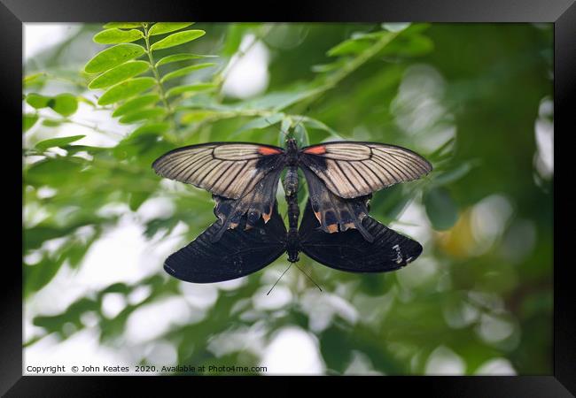 Mating Common Mormon (Papilio polytes) butterflies Framed Print by John Keates