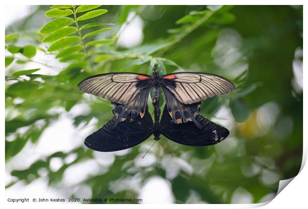 Mating Common Mormon (Papilio polytes) butterflies Print by John Keates