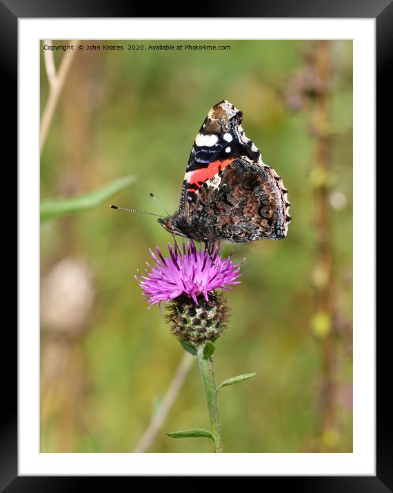 A Red Admiral (Vanessa atalanta) butterfly  Framed Mounted Print by John Keates