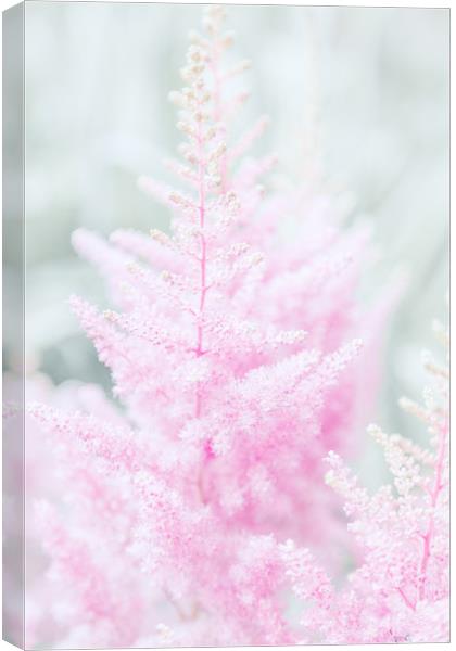 Pink flowers close-up photo Canvas Print by Svetlana Radayeva