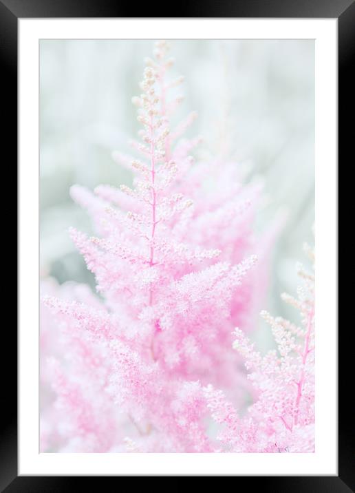 Pink flowers close-up photo Framed Mounted Print by Svetlana Radayeva