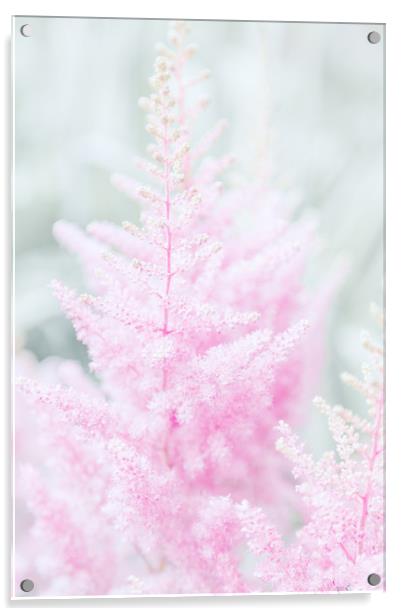 Pink flowers close-up photo Acrylic by Svetlana Radayeva