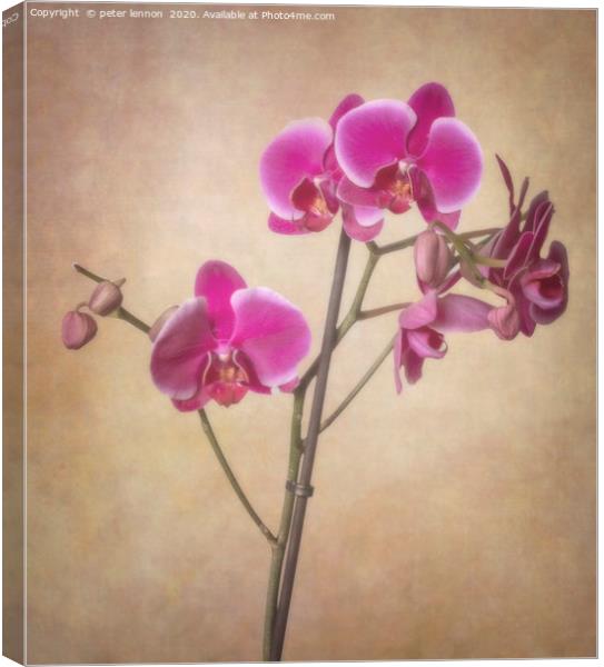 The Orchid Canvas Print by Peter Lennon