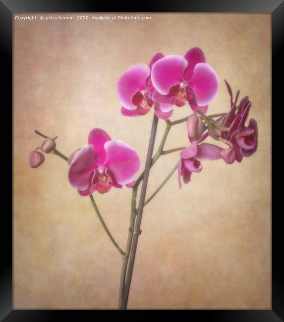 The Orchid Framed Print by Peter Lennon