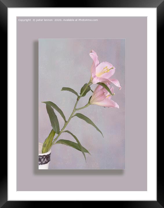 The Lily Framed Mounted Print by Peter Lennon