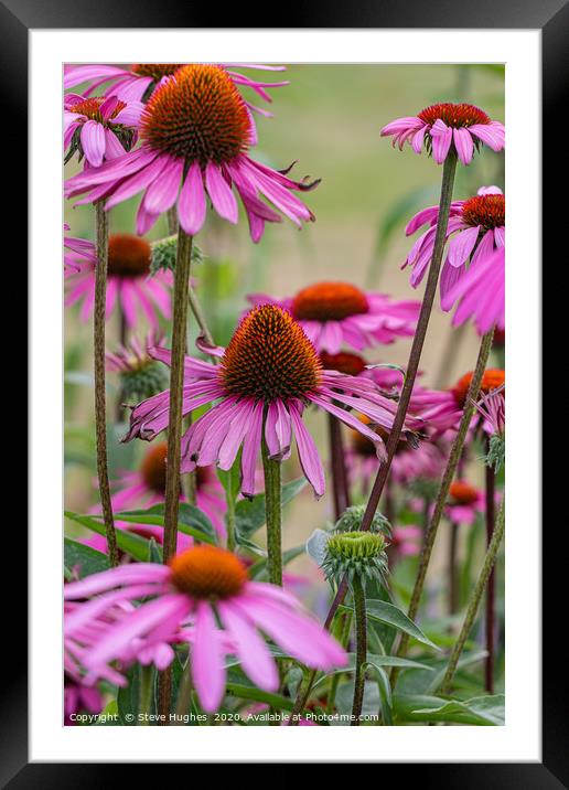 Purple Coneflower Framed Mounted Print by Steve Hughes