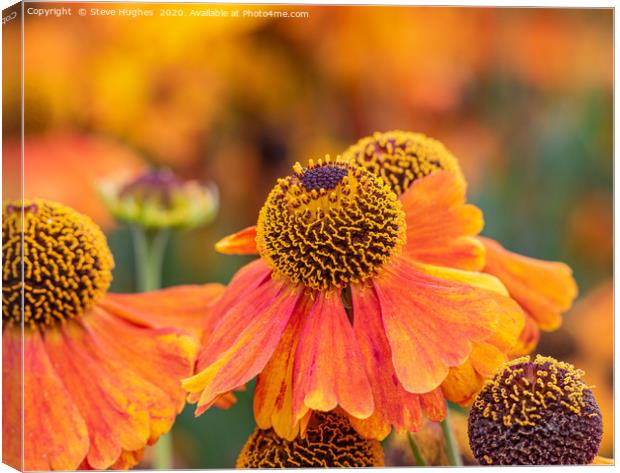 Wonderful Helenium flower Canvas Print by Steve Hughes