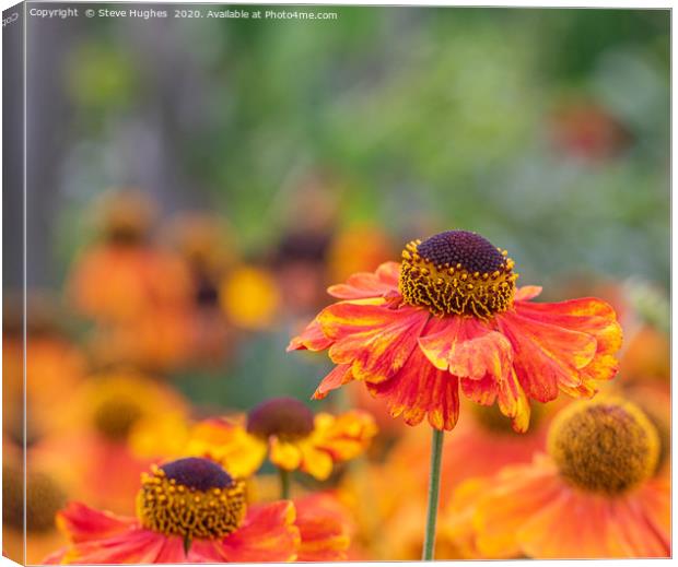 Orange Helenium flower Canvas Print by Steve Hughes