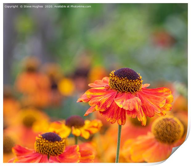 Orange Helenium flower Print by Steve Hughes