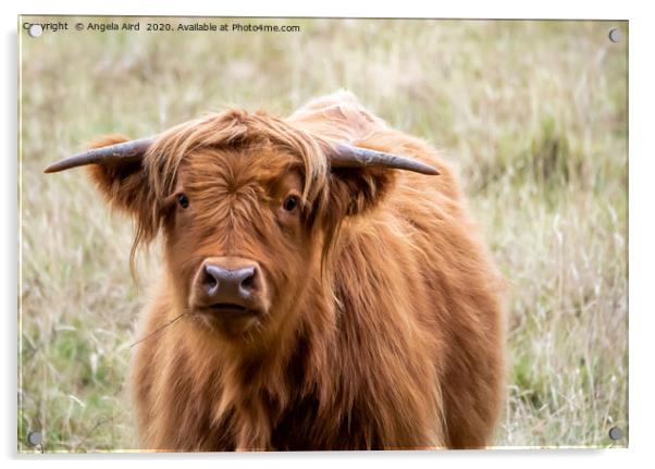 Highland Cow. Acrylic by Angela Aird