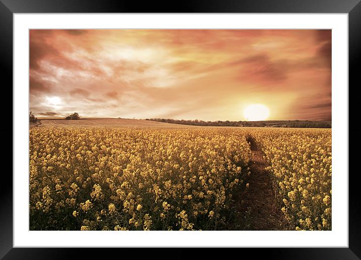 Sunset Fields Framed Mounted Print by Lee Morley