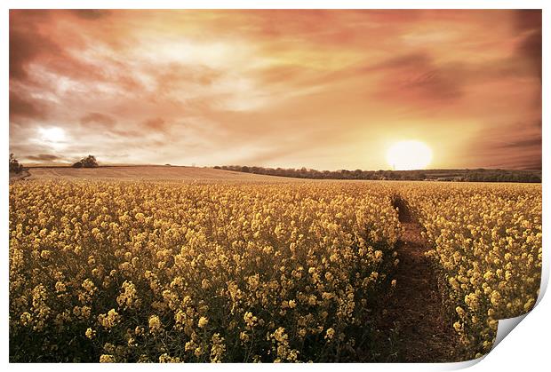 Sunset Fields Print by Lee Morley