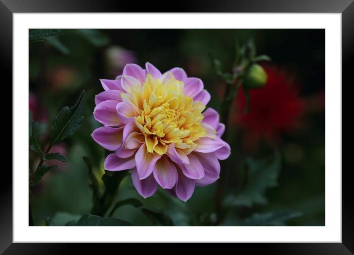 Pink and Yellow Dhalia Framed Mounted Print by Ceri Jones