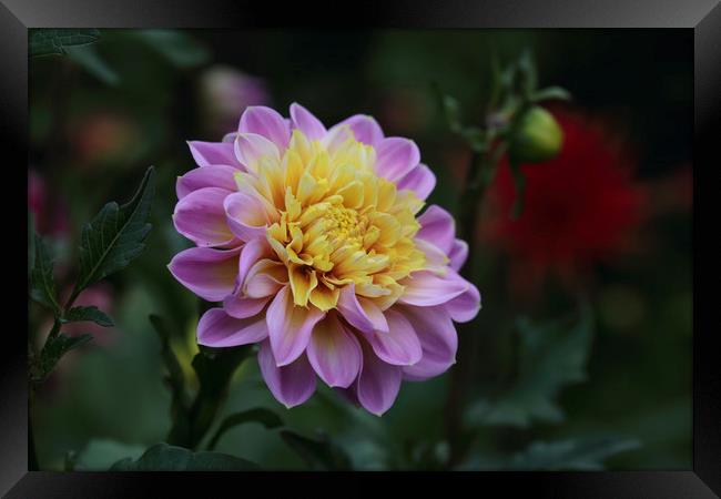 Pink and Yellow Dhalia Framed Print by Ceri Jones