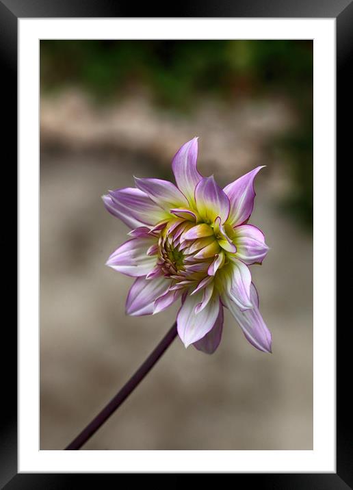 Pink and Green Dahlia Framed Mounted Print by Ceri Jones