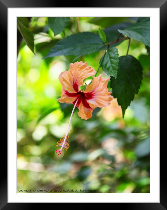 A hibiscus flower Framed Mounted Print by John Keates