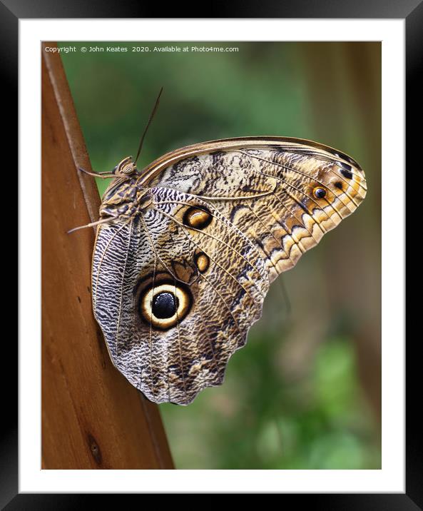Owl Butterfly (Caligo Eurilochus) Framed Mounted Print by John Keates