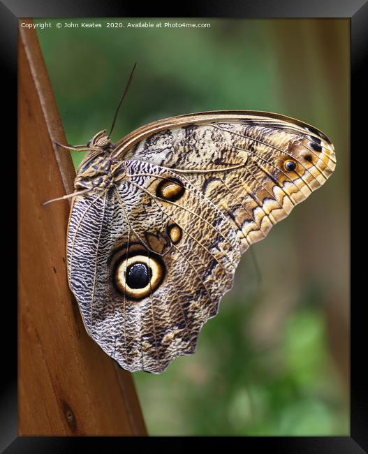 Owl Butterfly (Caligo Eurilochus) Framed Print by John Keates