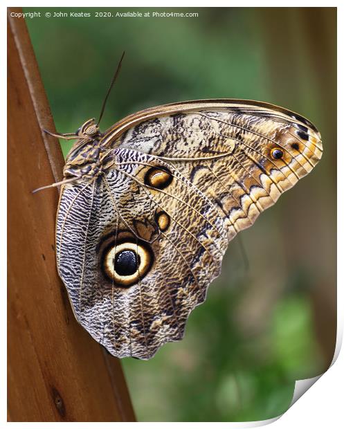 Owl Butterfly (Caligo Eurilochus) Print by John Keates