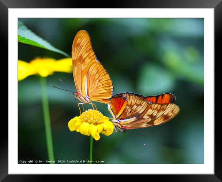 Two Julia butterflies (Dryas iulia) mating Framed Mounted Print by John Keates