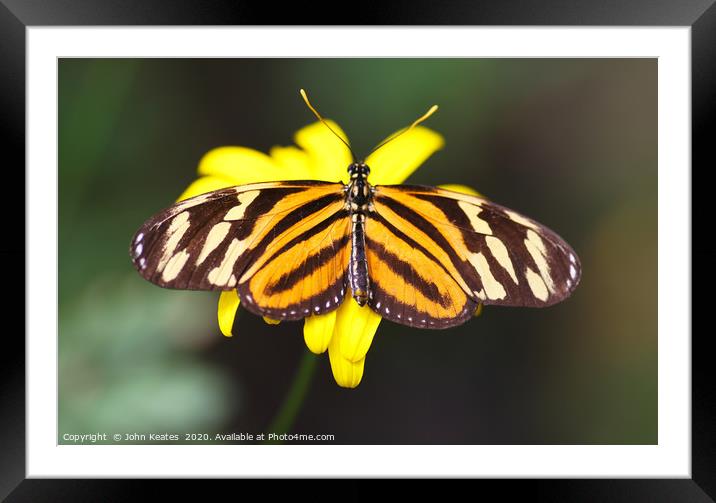Tiger Longwing butterfly  Framed Mounted Print by John Keates