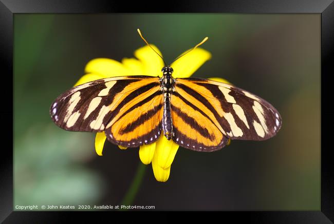 Tiger Longwing butterfly  Framed Print by John Keates