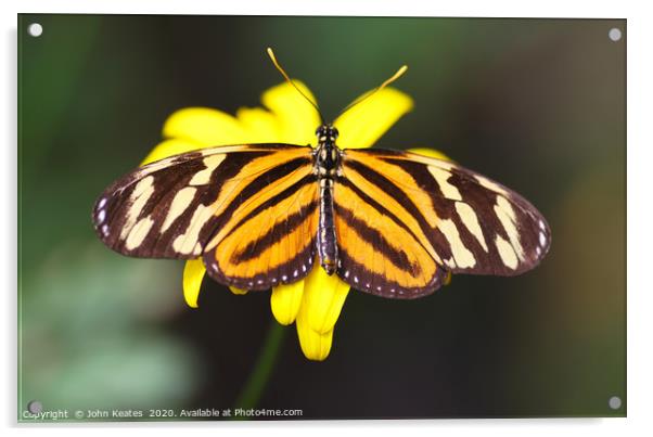 Tiger Longwing butterfly  Acrylic by John Keates