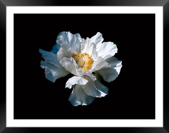 White Flower Framed Mounted Print by Karen Martin