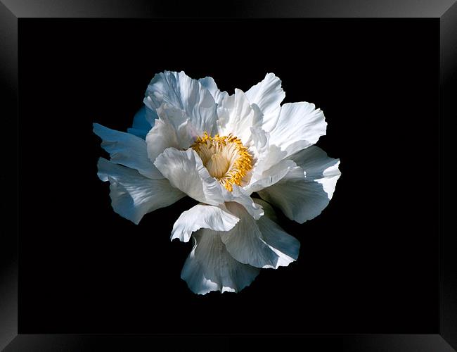 White Flower Framed Print by Karen Martin