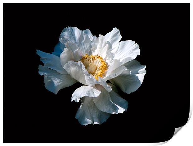 White Flower Print by Karen Martin