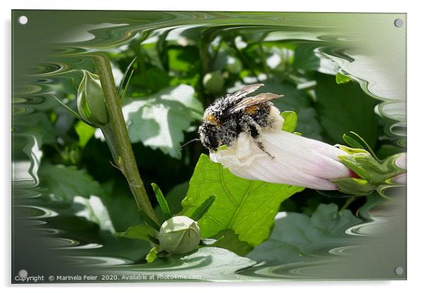 Bee in summer Acrylic by Marinela Feier