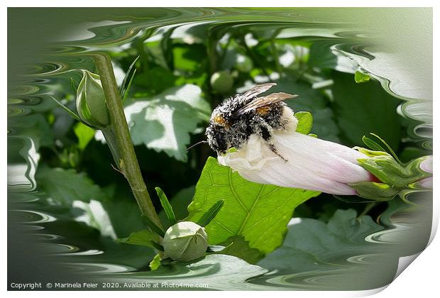 Bee in summer Print by Marinela Feier