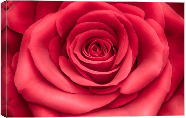English Rose Canvas Print by Alistair Duncombe