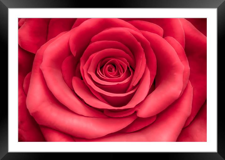 English Rose Framed Mounted Print by Alistair Duncombe