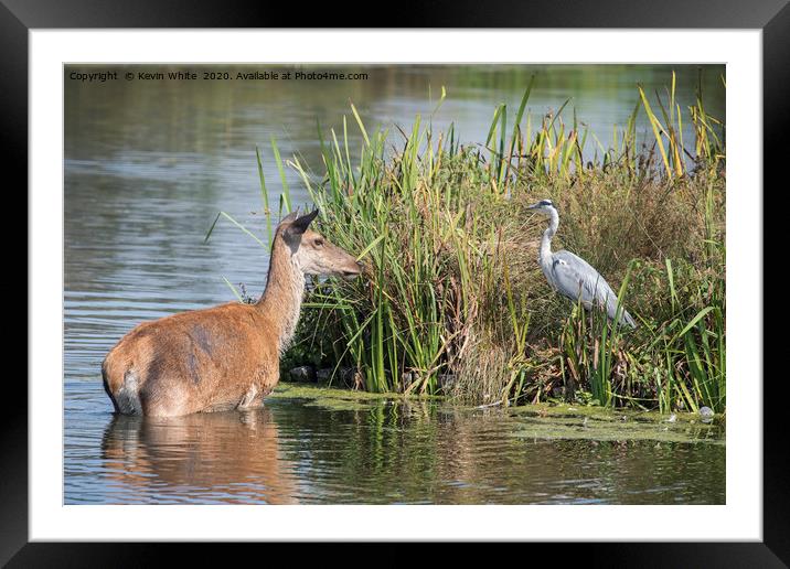 Sharing Framed Mounted Print by Kevin White