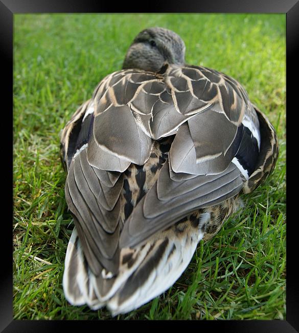 sleeping mallard Framed Print by gavin mcwalter