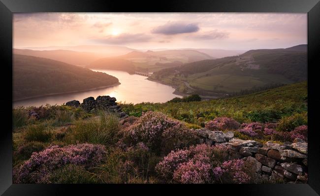 Golden Hour Heather Framed Print by David Semmens