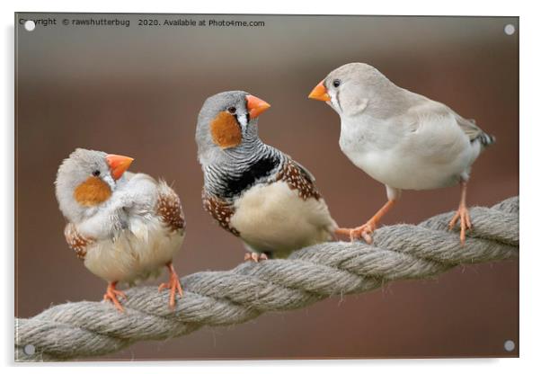 Australian Zebra Finch Family Acrylic by rawshutterbug 