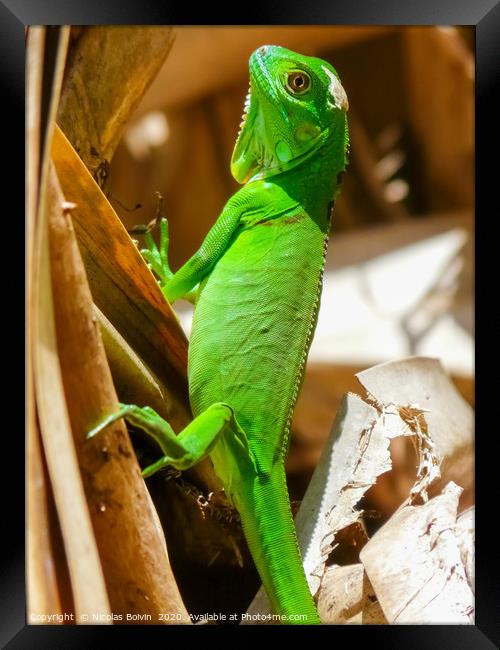 Green iguana in Tortuguero National Park Framed Print by Nicolas Boivin