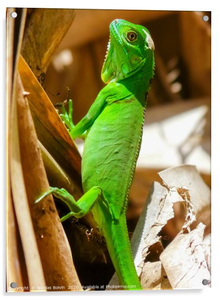 Green iguana in Tortuguero National Park Acrylic by Nicolas Boivin