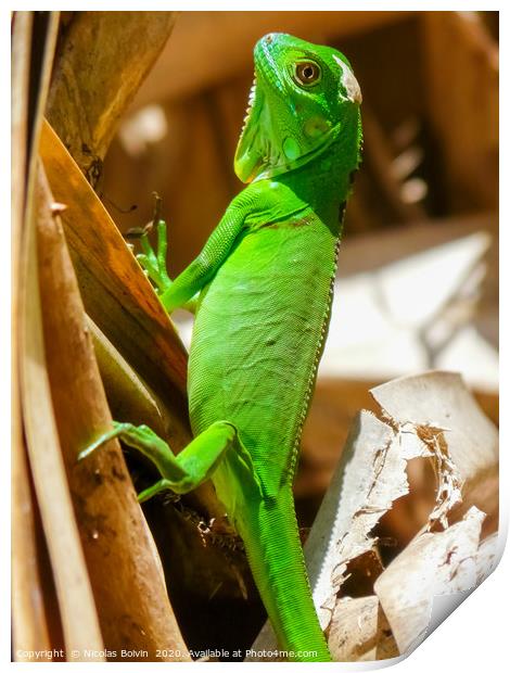 Green iguana in Tortuguero National Park Print by Nicolas Boivin