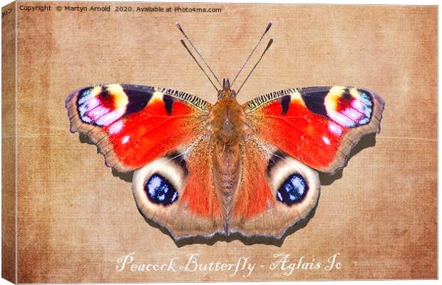 Peacock Butterfly Canvas Print by Martyn Arnold