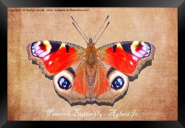 Peacock Butterfly Framed Print by Martyn Arnold