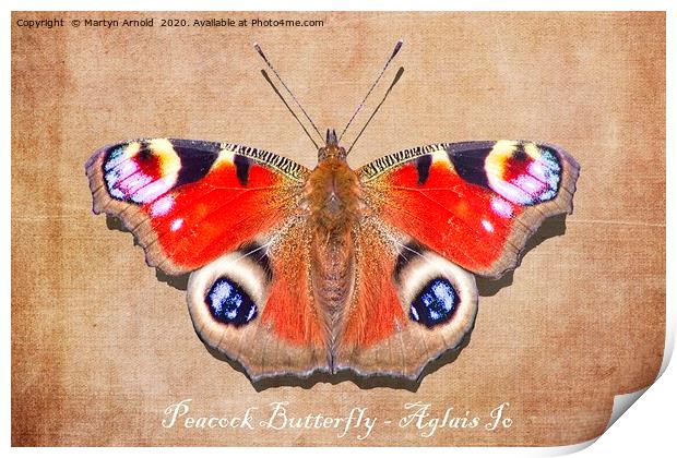 Peacock Butterfly Print by Martyn Arnold