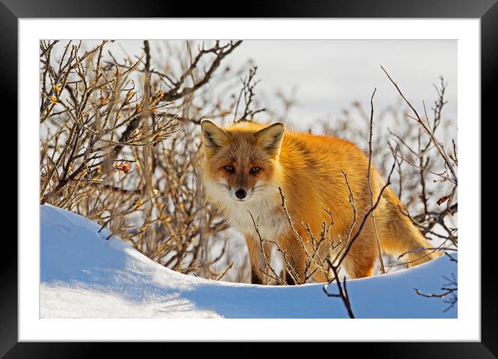 Red Fox in the snow Framed Mounted Print by Jenny Hibbert
