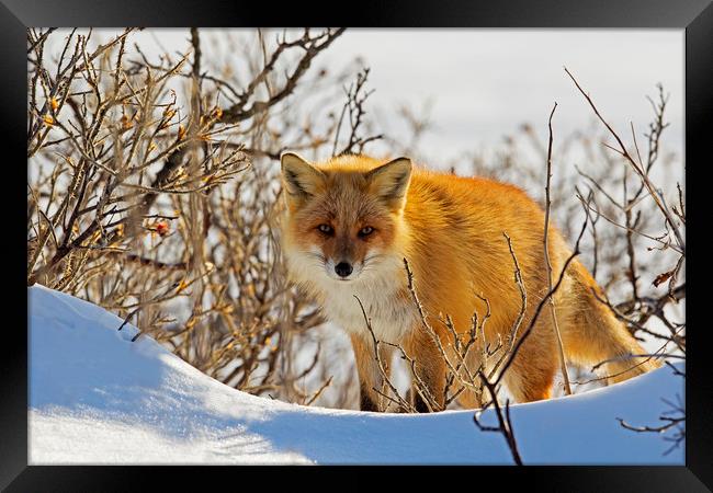 Red Fox in the snow Framed Print by Jenny Hibbert