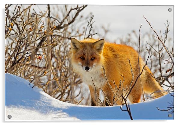 Red Fox in the snow Acrylic by Jenny Hibbert