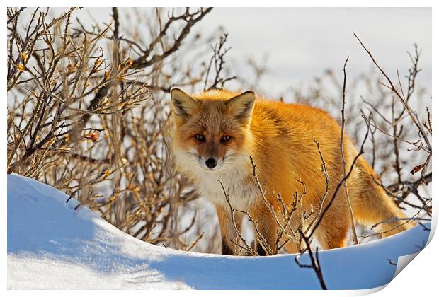 Red Fox in the snow Print by Jenny Hibbert