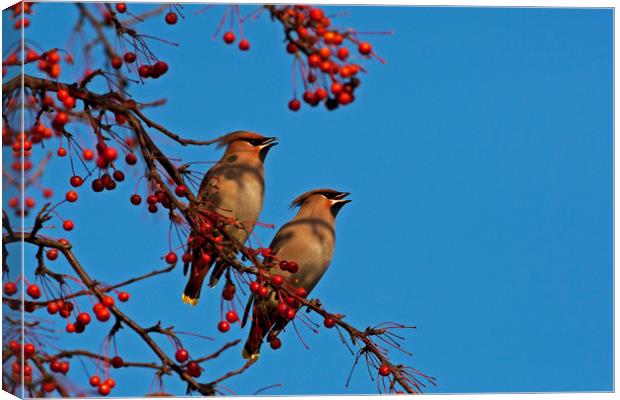 Pair of Waxwings Canvas Print by Jenny Hibbert